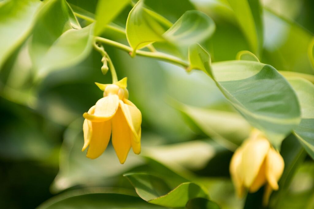 Ylang Ylang profumo