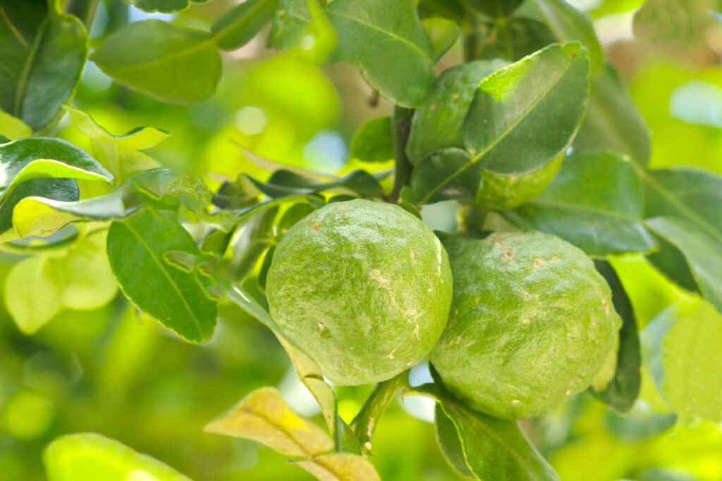 profumo bergamotto calabria